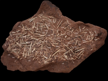 В этом фрагменте породы присутствуют сотни костей нового вида птерозавров, включая останки 14 черепов (фото Paulo C. Manzig et al.).